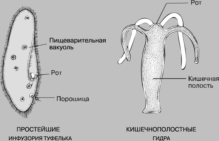 Аналог hydra